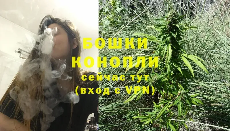 Бошки марихуана THC 21%  Электрогорск 